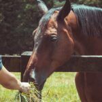 How Much Does It Cost to Feed a Horse?