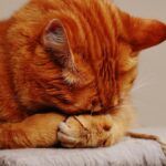 How Much Does It Cost to Euthanize a Cat?